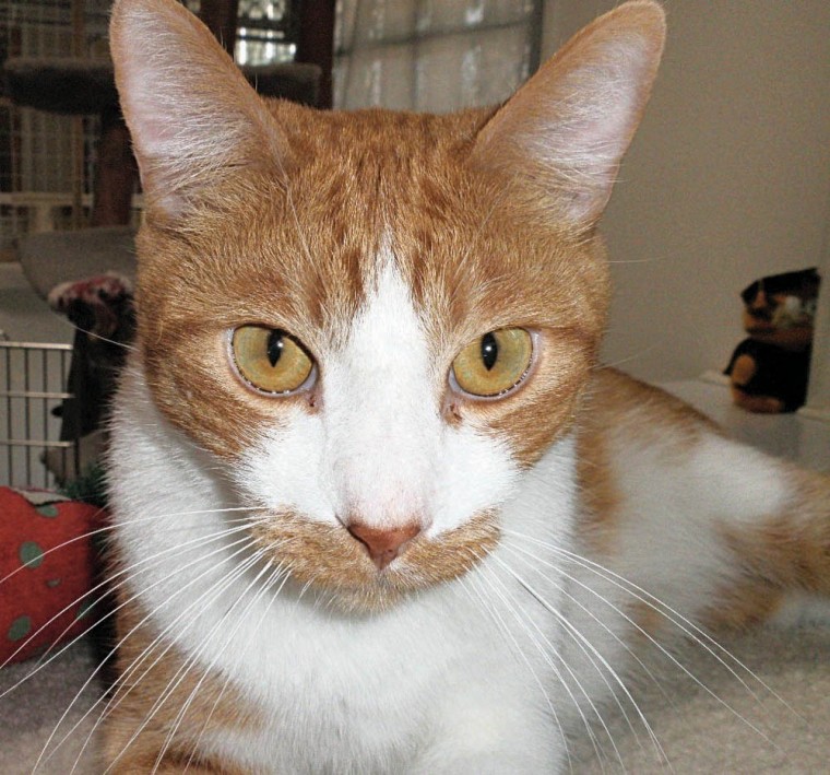 Someone to love: Oliver